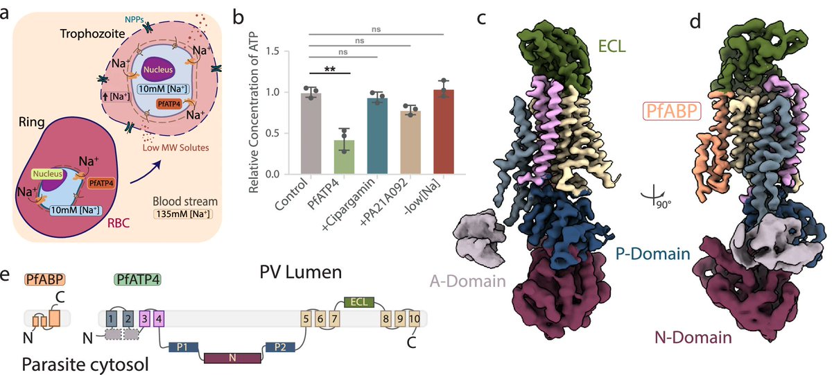 Chi-Min Ho (@mimi1inh) on Twitter photo Learn how our hunt for the native structure of top #antimalarial target PfATP4🧂led to the discovery of PfABP, an unknown essential binding partner, out now! <a href="/natcomms/">Nature Communications</a> 👉 rdcu.be/eLRlH 🦠🔬❄️
A team effort by <a href="/mehsehret/">Meseret Haile</a> <a href="/cmholab/">The Ho Lab</a> & Anurag Shukla <a href="/AkhilVaidya1/">Akhil Vaidya</a> #cryoEM Learn how our hunt for the native structure of top #antimalarial target PfATP4🧂led to the discovery of PfABP, an unknown essential binding partner, out now! <a href="/natcomms/">Nature Communications</a> 👉 rdcu.be/eLRlH 🦠🔬❄️
A team effort by <a href="/mehsehret/">Meseret Haile</a> <a href="/cmholab/">The Ho Lab</a> & Anurag Shukla <a href="/AkhilVaidya1/">Akhil Vaidya</a> #cryoEM