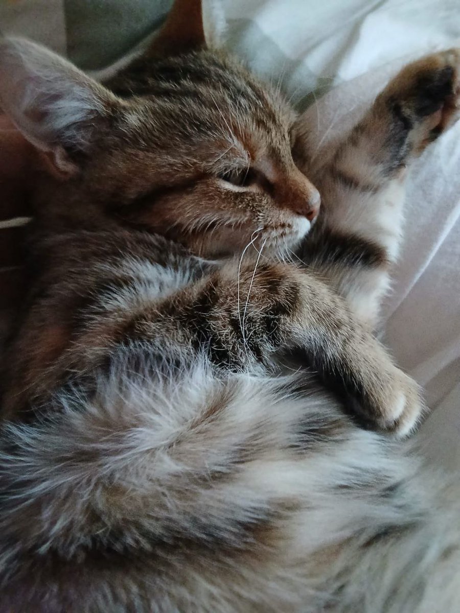 На Манечку тоже ноль откликов, а ей очень срочно нужна хотя бы передержка😢