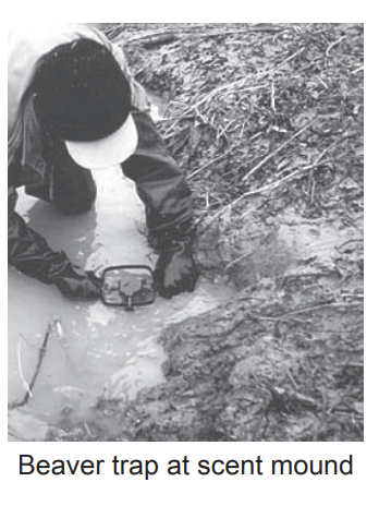 TPCMag's tweet photo. “Castor Mound Set”
A beaver set is made by piling mud, sticks, and vegetation near the water’s edge, then applying castor-based lure to imitate a rival’s scent.
What’s your secret for building the perfect castor mound?

PC: IL DNR

#WordWednesday #TrappingTerms #CastorMoundSet https://t.co/hrqQsPmbKx