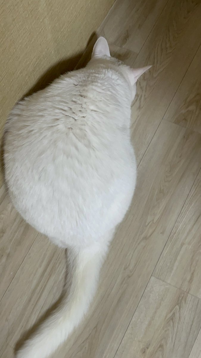 summer_cat030's tweet photo. 등짝이 조랭이떡 https://t.co/ooRDti9liZ