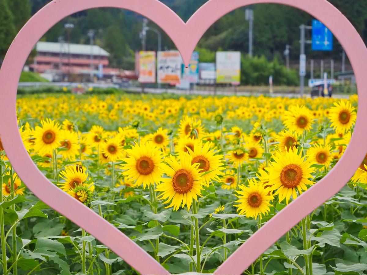 季節外れの向日葵畑🌻🌻🌻
#美濃柴犬