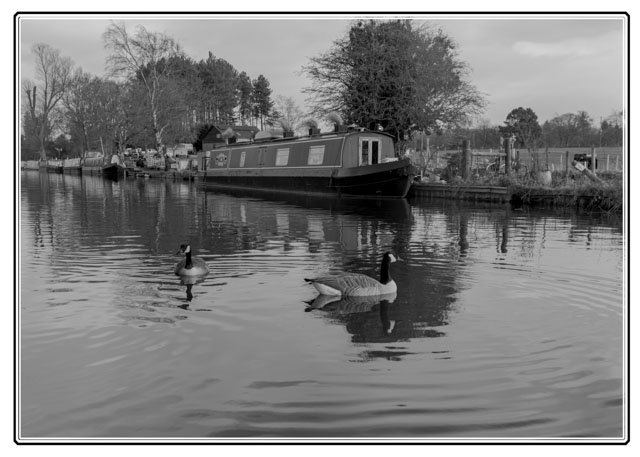 photos_dsmith's tweet photo. A #blackandwhitephoto as part of a #series depicting #life along the #waterways of #England showing how #narrowboat owners go about their day. @CanalRiverTrust. The two #Geece were feeding on the #Macclesfield #canal. #bnw. #Image Shot by a #local #photographer from #Cheshire. https://t.co/K7tJJP3Gh3