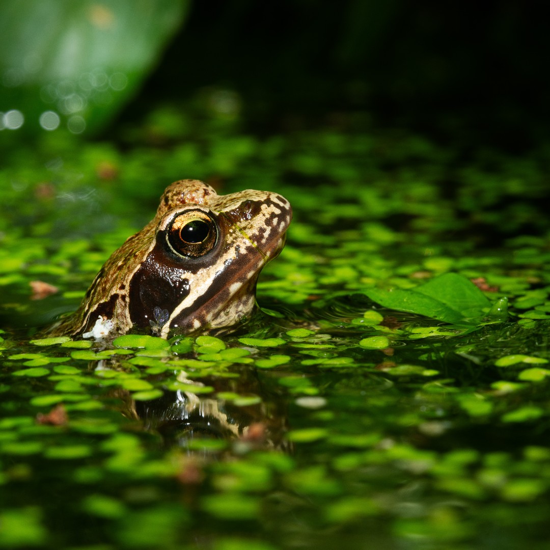 Froglife tweet media