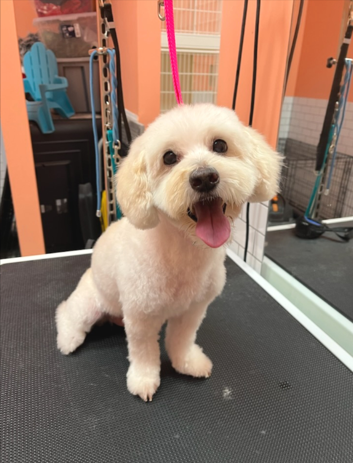 metro_plano's tweet image. What a cutie! 💙 Biscuit looks so fresh and clean after his groom! 🧼 🐾
#MetroAnimals #DogGroomingDallas #DogsOfTexas