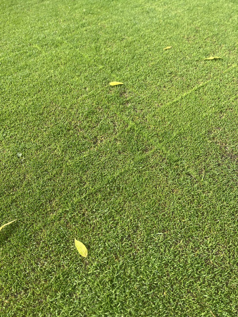 Whitefields Golf Club Greenkeepers tweet media