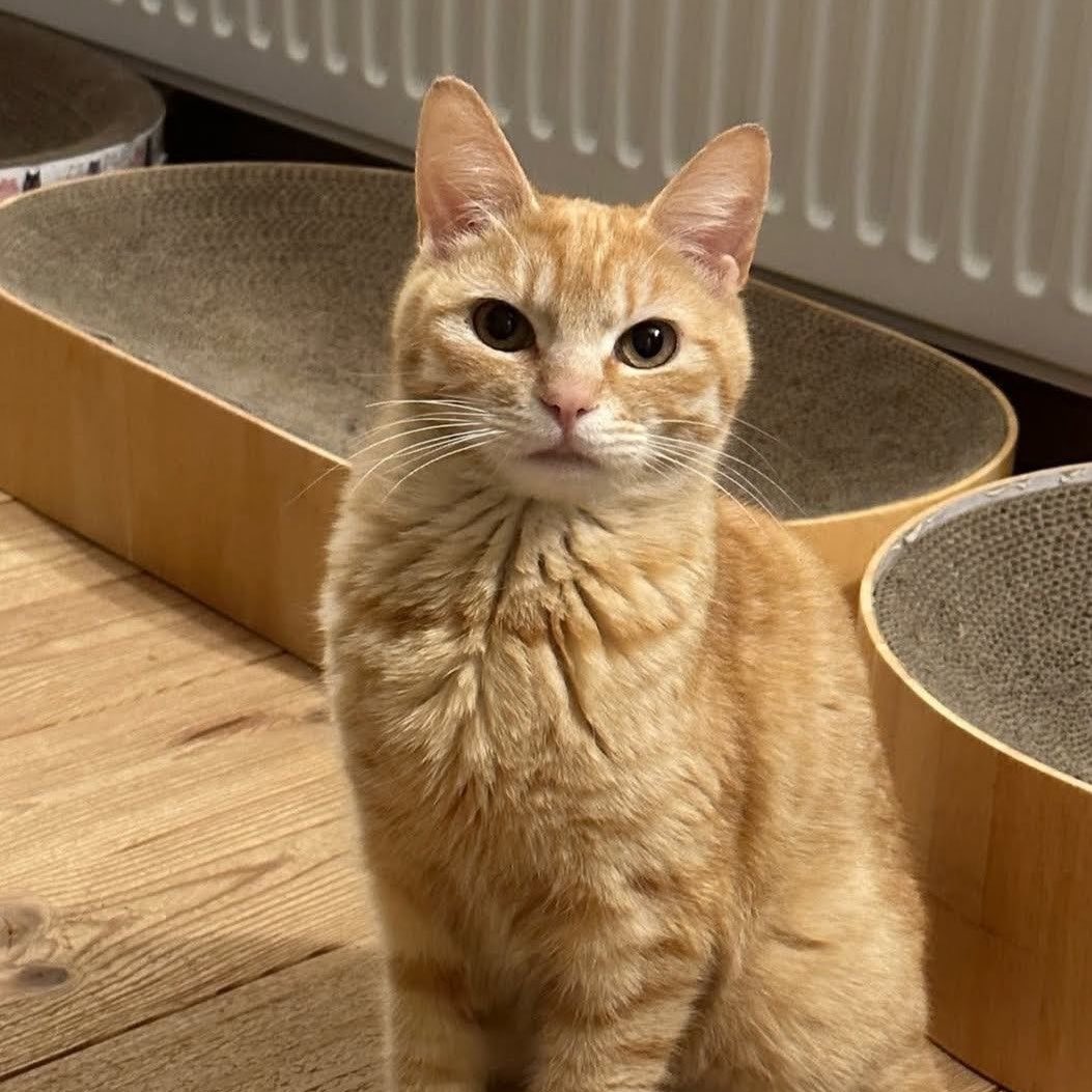 decem2er's tweet image. 🐈 : หวัดดีม๋าส้ม ชั้นคือสมาชิกแก้งม๋าเด็กตุวใหม่
🦮 : นายใช่ม๋าหยอ
🐈 : ชั้นไม่เหมือนม๋าตรงไหน
🦮 : นายเหมือนแมวส้ม
🐈 : ชั้นคือม๋าส้ม เราคือม๋าส้มเหมือนกัน
🦮 : โอเคก็ด้าย ยินดีต้อนรับม๋าส้มสาขาฉอง