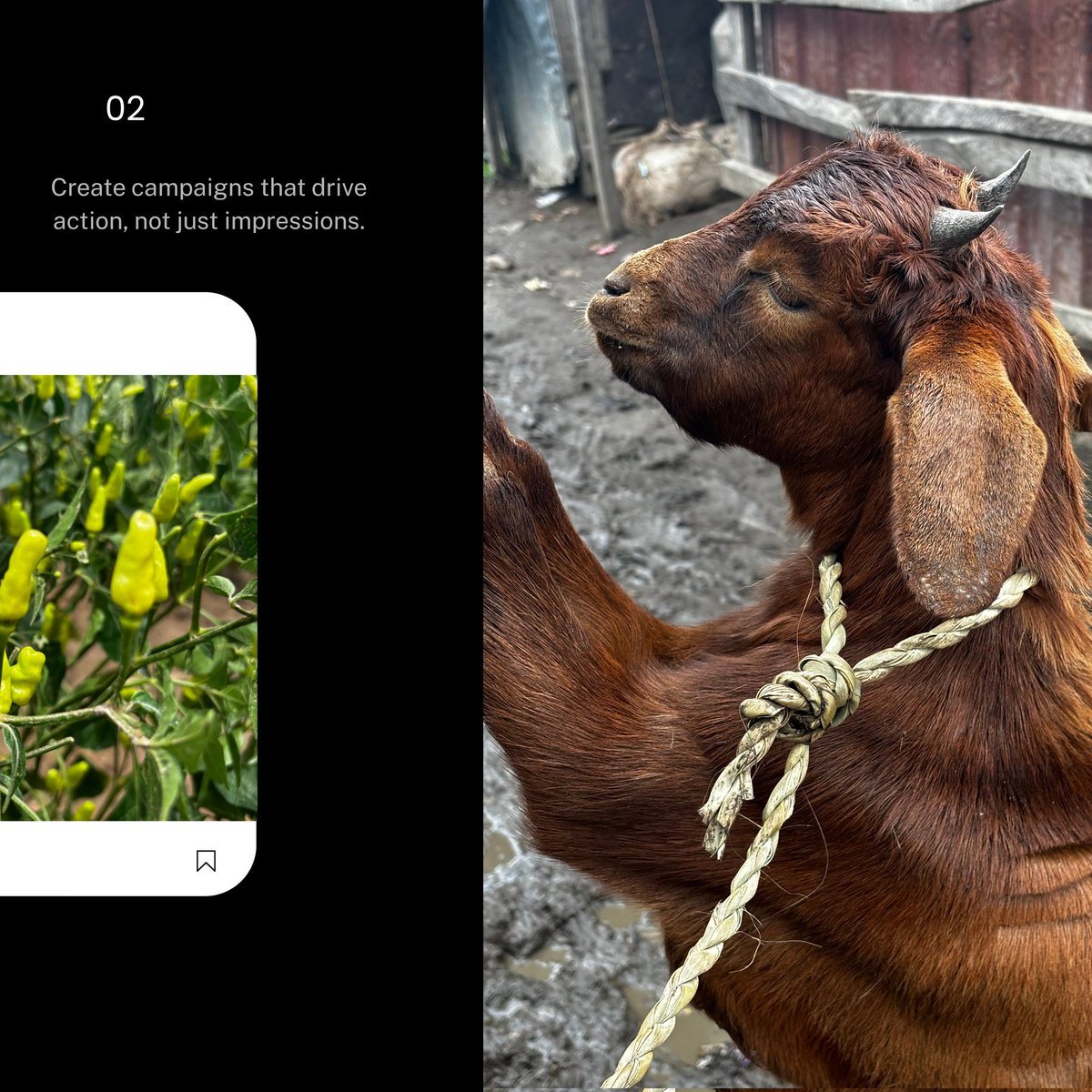 secondsagency's tweet photo. CONTENT PROJECT : SHANA FARM

We deliver only the best when it comes to our clients.

#contentcreator #creativeagency #secondsunday #socialmediamanagement https://t.co/wdzDRugoD0
