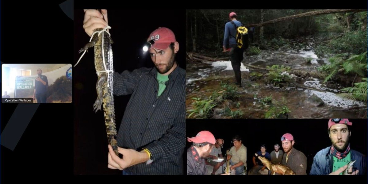 Crocodile Research and Management for Conservation tweet media