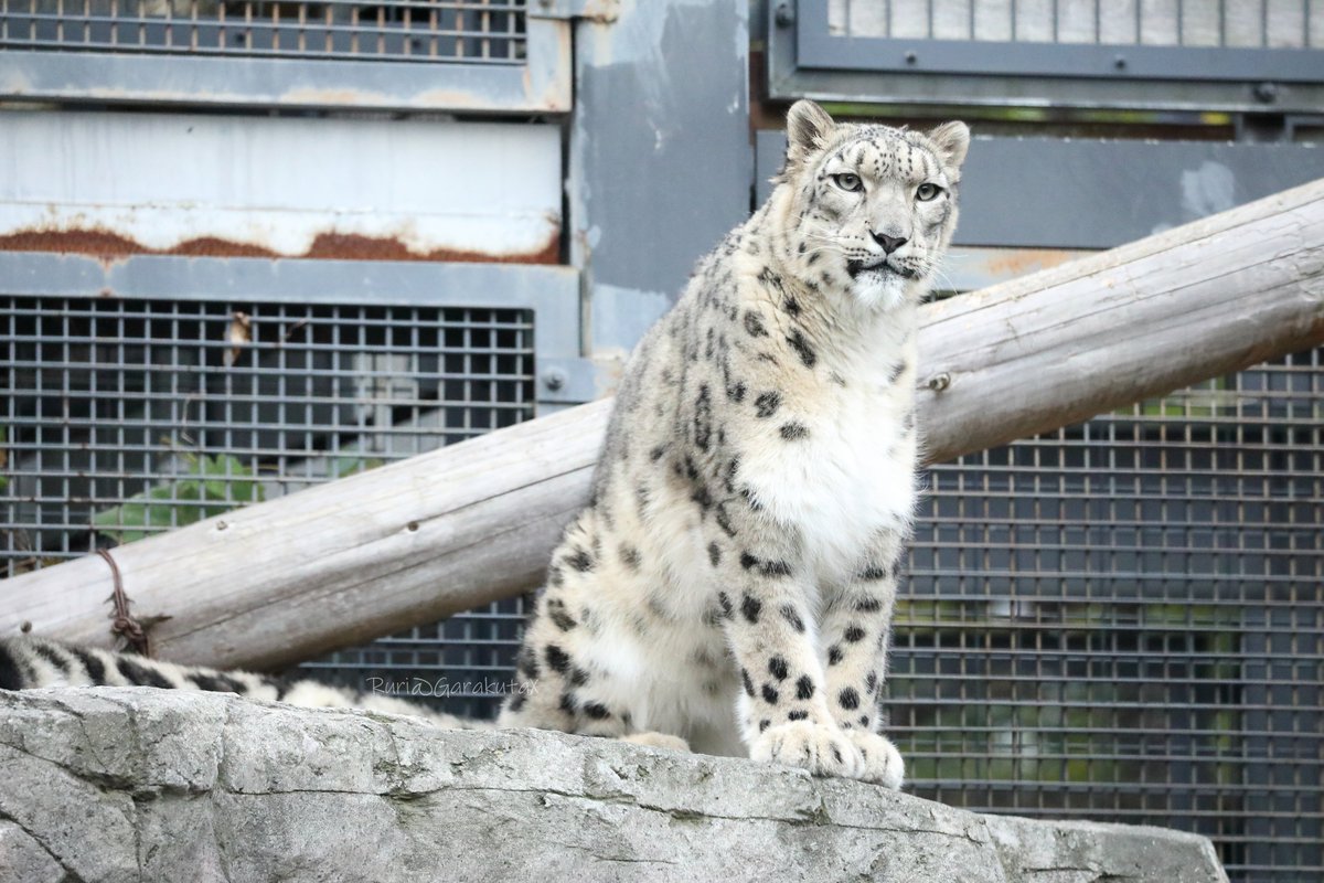 円山写ん歩
かっこいいー
***
Take a walk at Maruyama Zoo
She's cool
***
🐾
🐾
#円山動物園 #ユキヒョウ #ヒカリ
#maruyamazoo #snowleopard #hikari