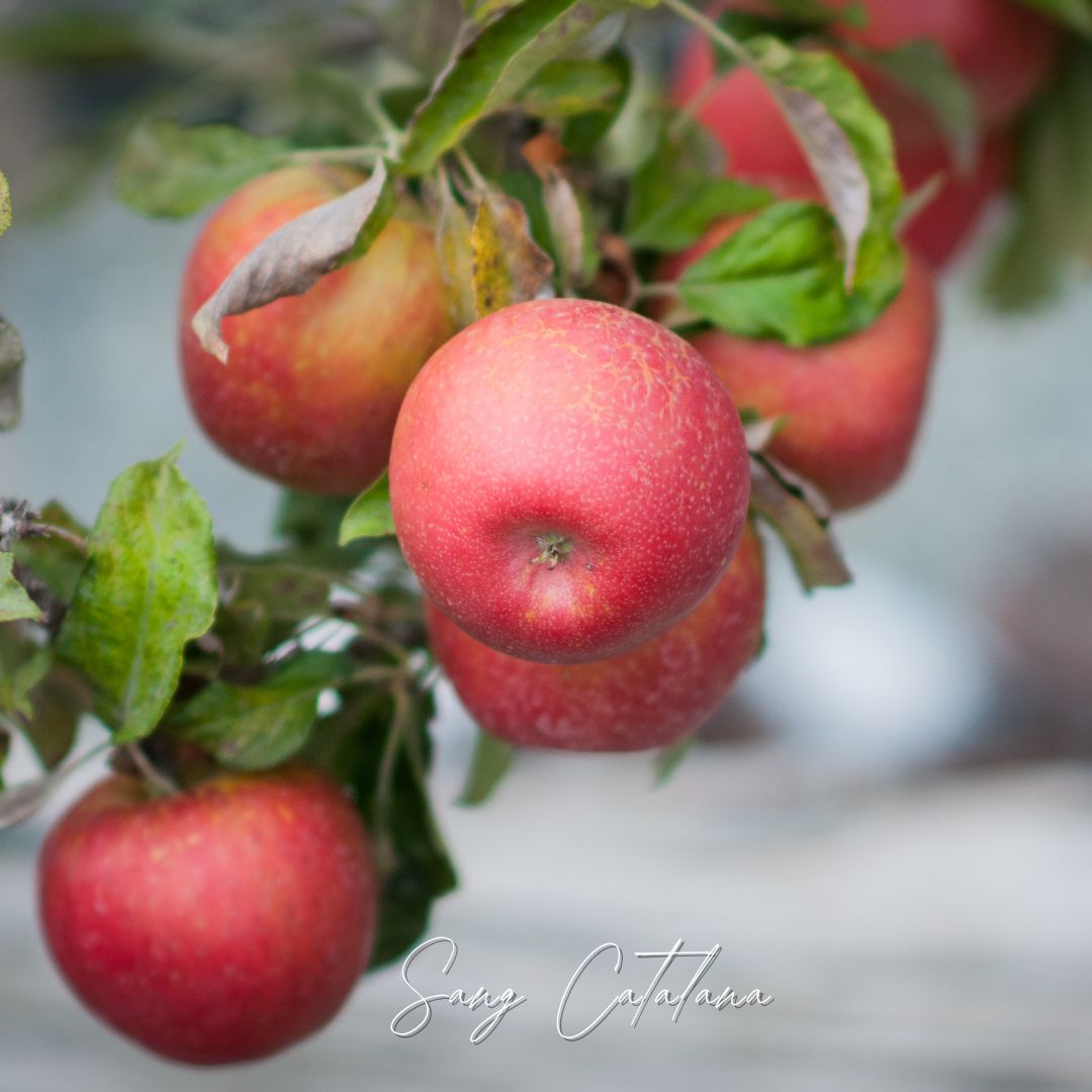 Família! RECORDEU... el 3/11 NO ENTREGAREM! 

Ja tenim la POMA STORY ECO!
De l'Arbre a Casa! #pomonafruits 🍎

I pels despistats!... No us perdeu la PROMO! Aconseguiu un BONO 5% de DESCOMPTE fent una comanda de 100€!🤩
👇
sangcatalana.cat

Pròxima entrega dilluns 27/10