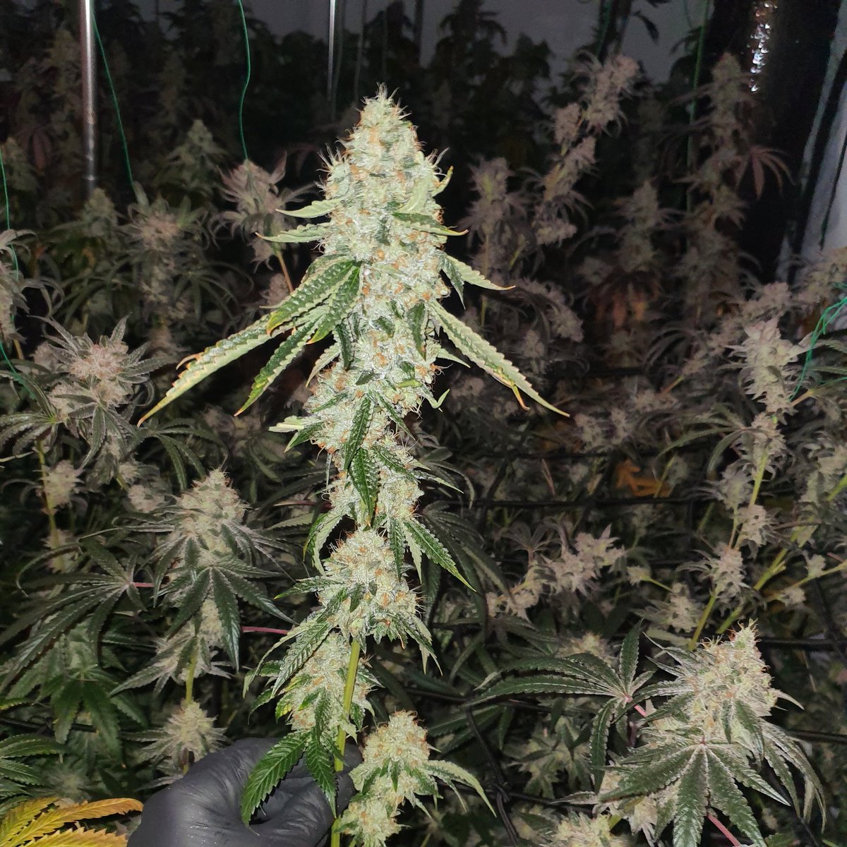 stickyickypharm's tweet photo. #SFVOG x #TK ⛽
San Fernando Valley OG x Triangle Kush

For over a decade, she's been my baby . Always helped me in need 💚🙏🏼💚👑

🌿💊 #MedicalHerb   
💚🙏🏼 #HealingWithFire 
💯🌿 #ThankYouHerb  
💪🏼💚 #MedicalGrade 
🔥🌱 #HerbIsMedicine 
🌿🔥 #HerbHeals 
💊🌱 #TerpsThatHeal https://t.co/qVQbB9GkBq