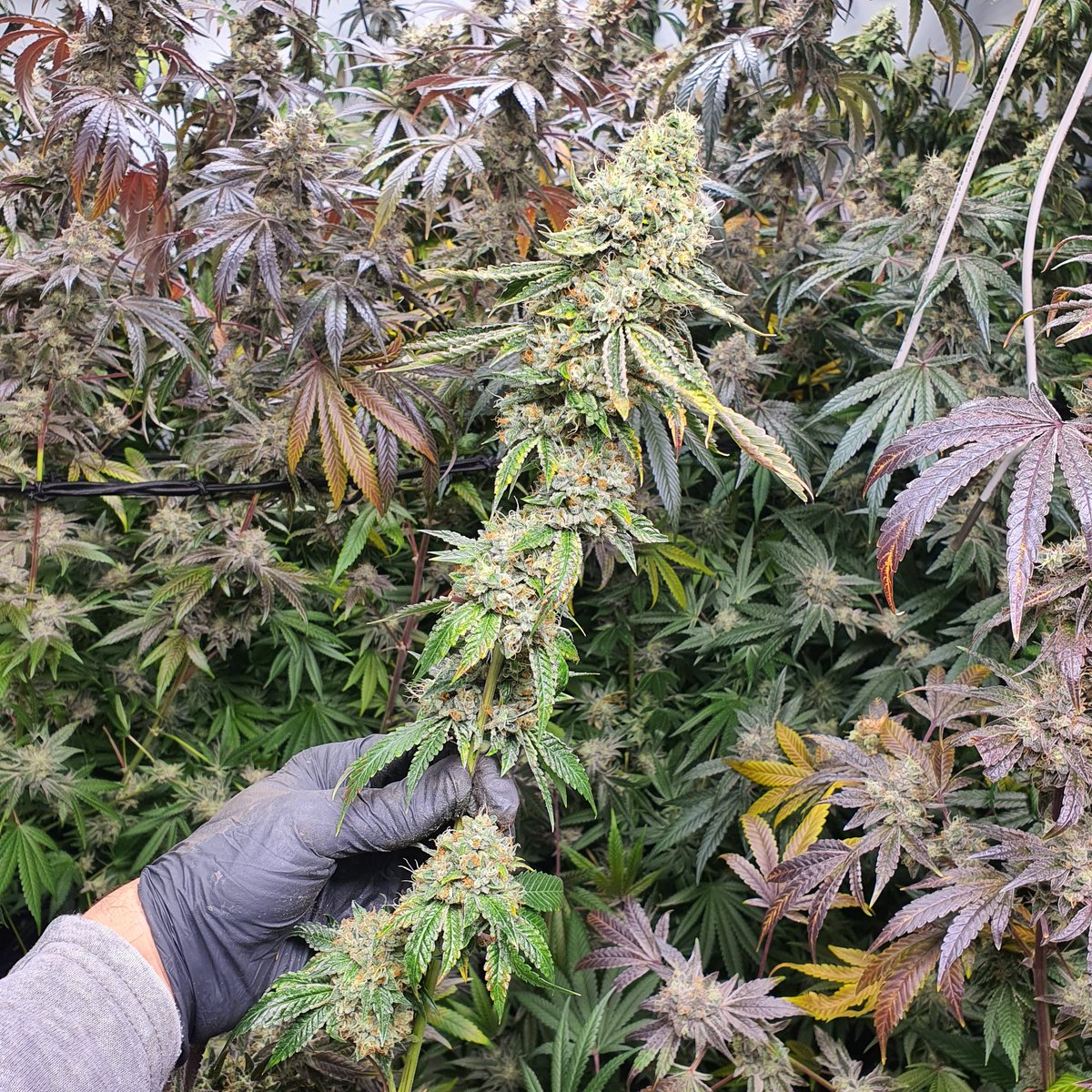 stickyickypharm's tweet photo. #SFVOG x #TK ⛽
San Fernando Valley OG x Triangle Kush

For over a decade, she's been my baby . Always helped me in need 💚🙏🏼💚👑

🌿💊 #MedicalHerb   
💚🙏🏼 #HealingWithFire 
💯🌿 #ThankYouHerb  
💪🏼💚 #MedicalGrade 
🔥🌱 #HerbIsMedicine 
🌿🔥 #HerbHeals 
💊🌱 #TerpsThatHeal https://t.co/qVQbB9GkBq