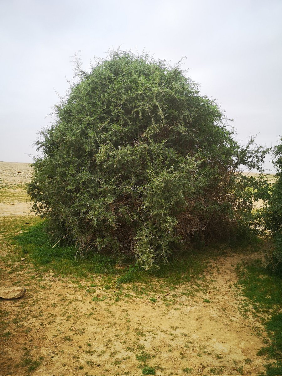 معجم الشعر النبطي tweet media