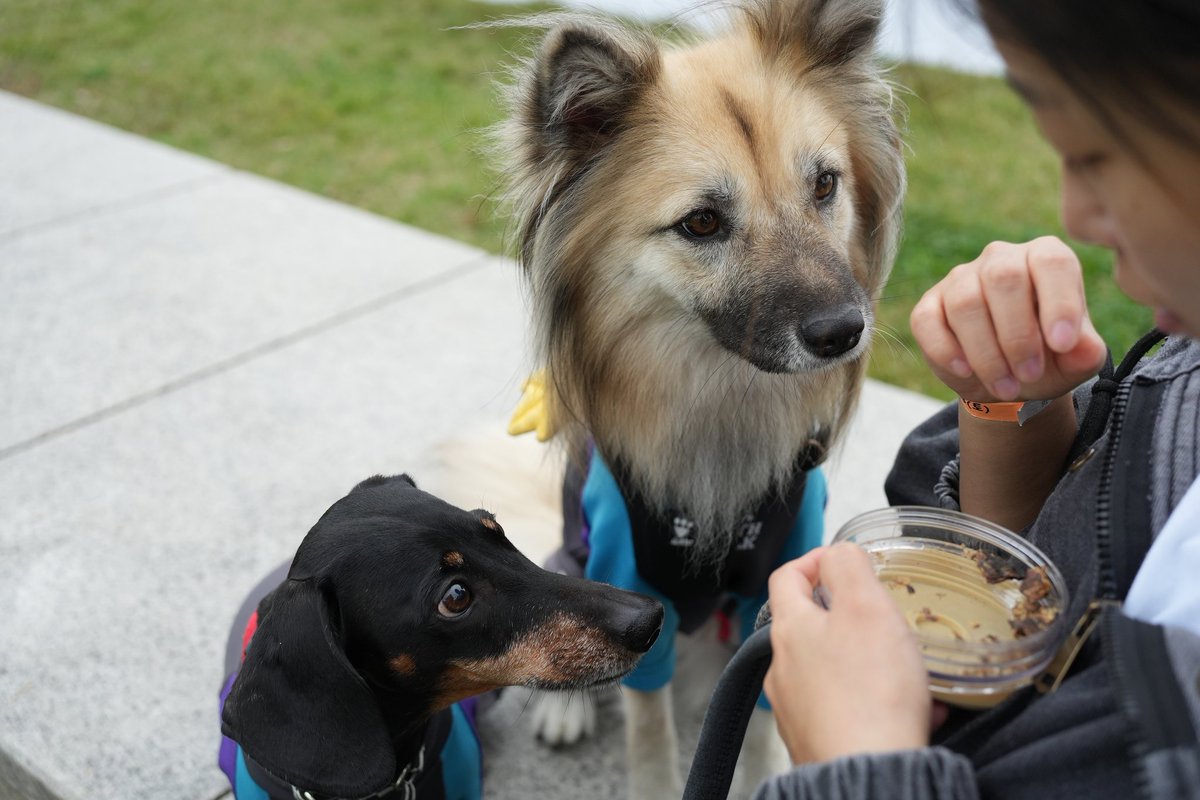 초집중 귀요미들  (외 인간 1)

📷 <a href="/thief_hoony/">찍사 후니누나</a>