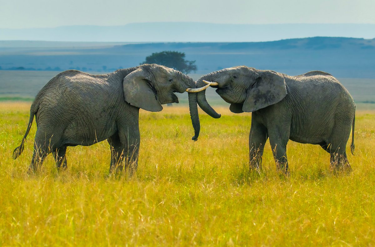 AparnaMondalNFT's tweet image. Good Evening Friends & Family
Happy Diwali All 🎇🎆🎇🎆
"Titans Collide"
10/12 Limited Edition - 12.00 ꜩ (🔗⬇️)
African bush elephant (Loxodonta africana)
IUCN - Endangered (EN)
Location - Maasai Mara National Reserve, Kenya
Year - 2024
Camera - Nikon D850
Lens - Tamron…
