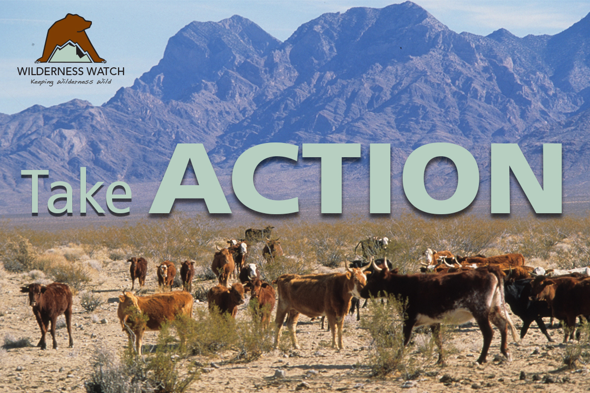 URGENT! Help keep even more livestock and manager-ignited wildfires out of Wilderness!

Call your senators at 202-224-3121 and tell them to VOTE NO on the so-called "Fix Our Forests Act!"

Click here for call script and full details &gt;&gt;&gt; wildernesswatch.salsalabs.org/fixourforstsac…