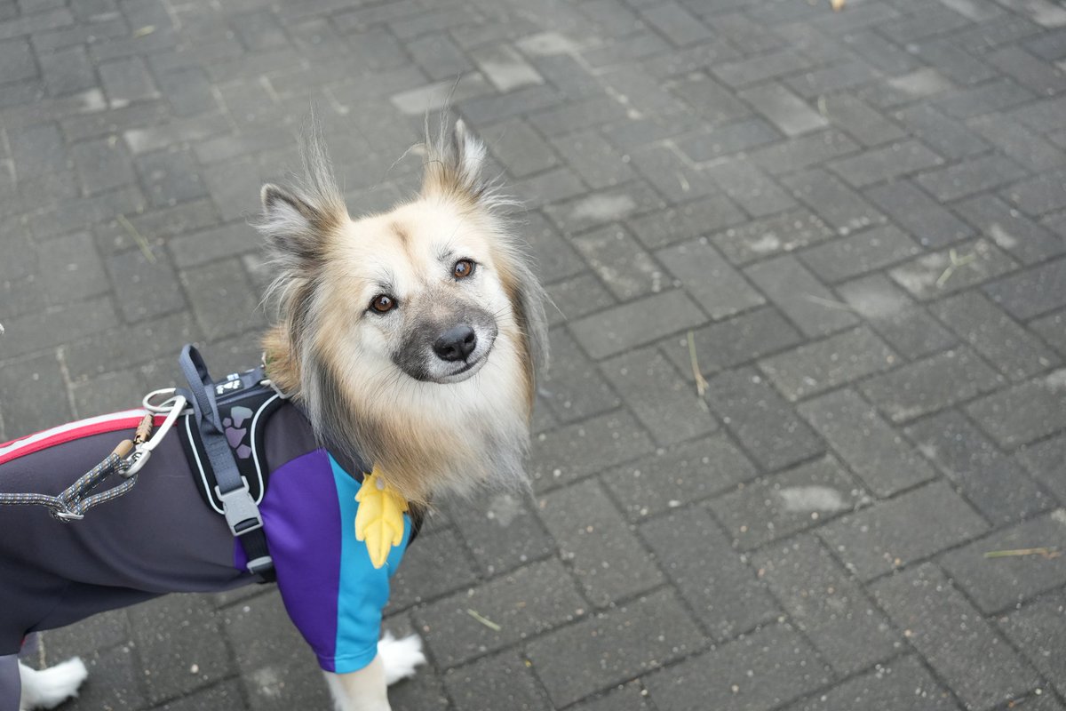 동물행복페스타에서 페퍼는 행벅했대

📷 <a href="/thief_hoony/">찍사 후니누나</a>