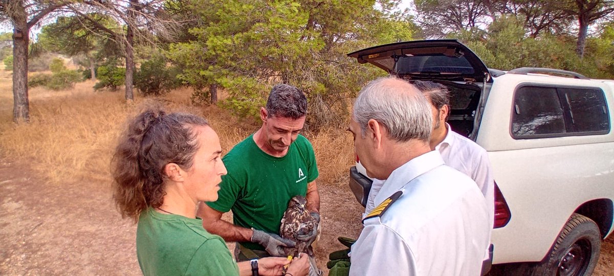 🦅 Un ratonero rehabilitado en el CREA vuelve a volar libre en las #MarismasDelOdiel 👉Tras un mes de cuidados, se incorpora al #ProyectoINDALO equipado con GPS para seguir su evolución y contribuir a la conservación de la #biodiversidad #CREA <a href="/MedioAmbAND/">Consejería de Sostenibilidad y Medio Ambiente</a> <a href="/AndaluciaJunta/">Junta de Andalucía</a>