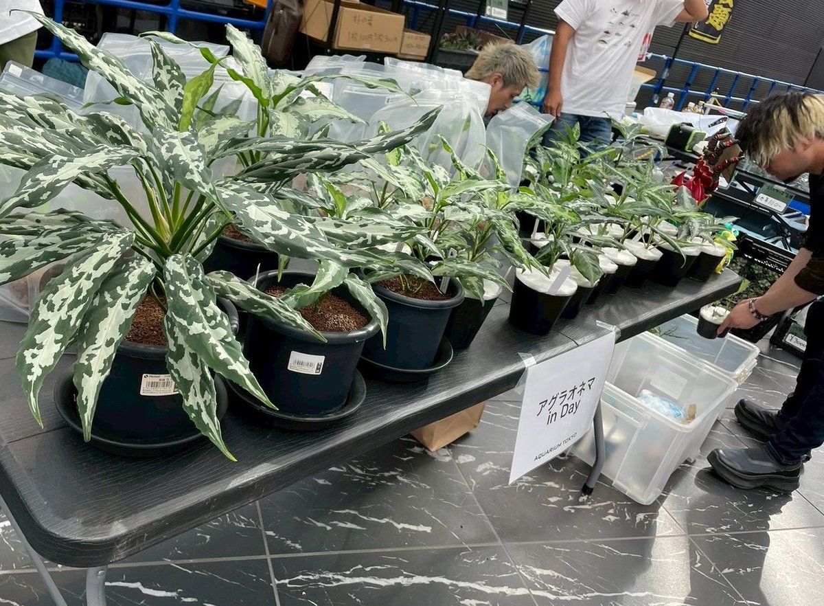 おといちご様⭐︎ 魅惑のいちごパラダイス | tbc東北放送