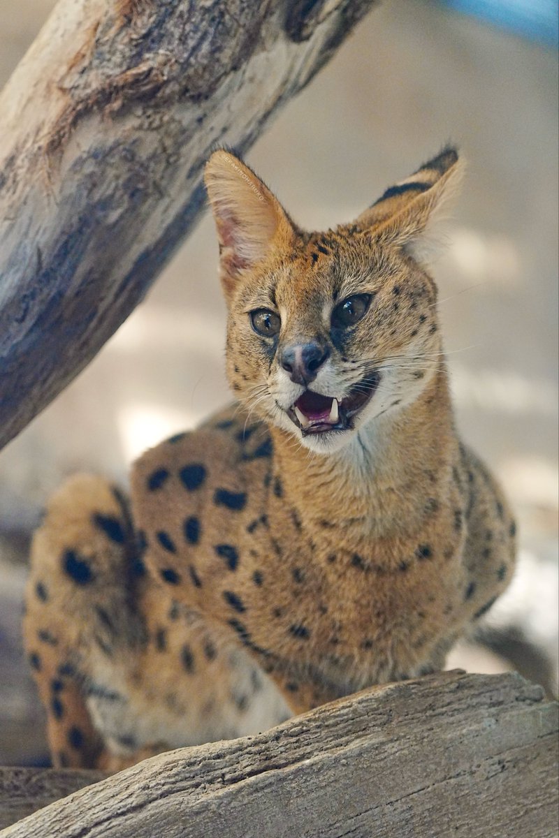 a_haru_handmade's tweet image. フクくんとハルちゃん💛
#神戸どうぶつ王国 #サーバル #Serval