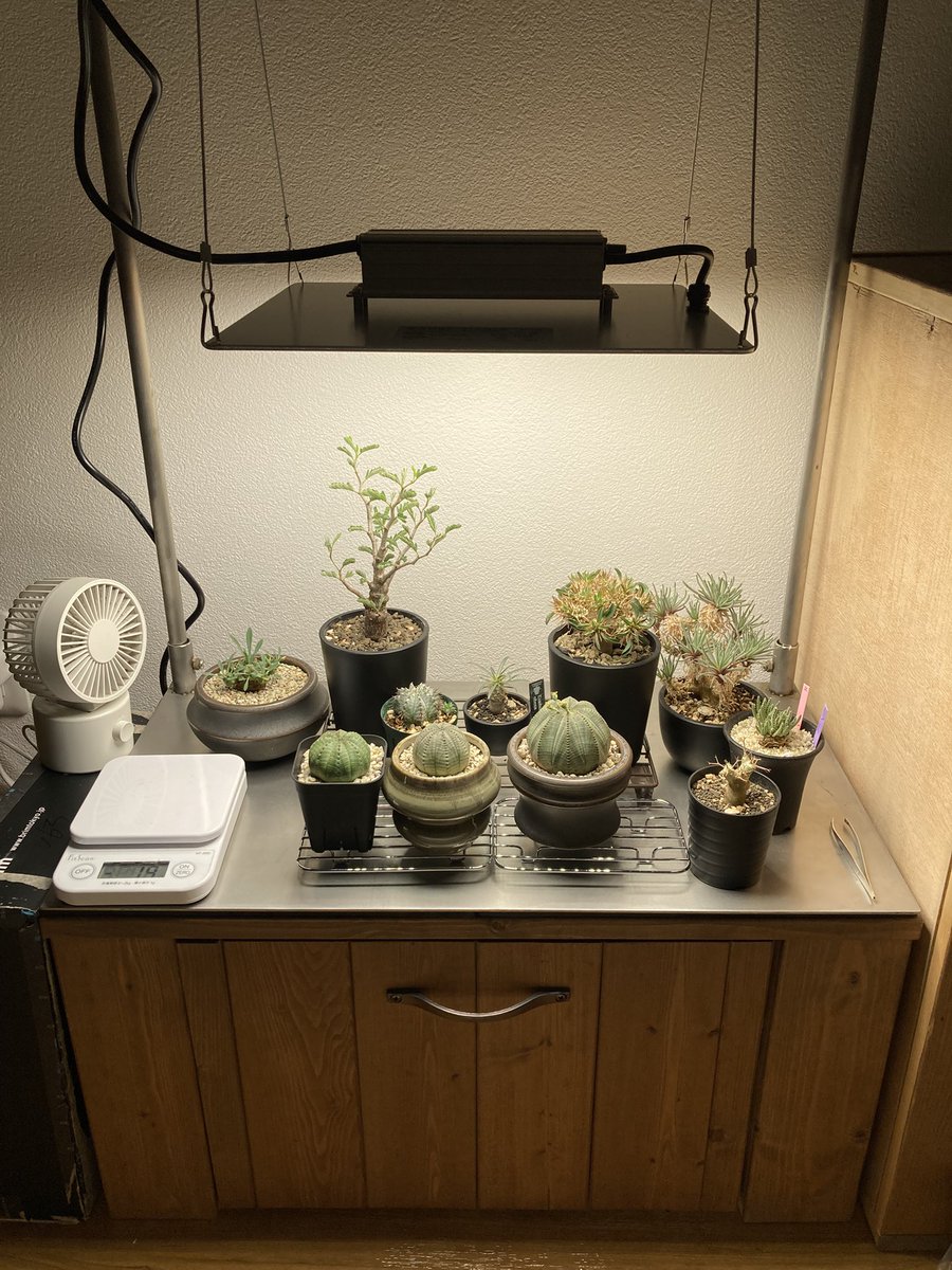 monster_sewing's tweet photo. 昔ADA60cm水槽でアベニーを飼育していた時の、オーダーメイド水槽台を
植物🪴台として再利用してみました‼️
#ビザールプランツ #ユーフォルビア
#コーデックス #多肉植物
#アベニーパファー #淡水フグ #アクアリウム #熱帯魚 #Dwarfpufferfish #Carinotetraodontravancoricus #CYNCA #sewing_monster https://t.co/Zwf4fx5Psa