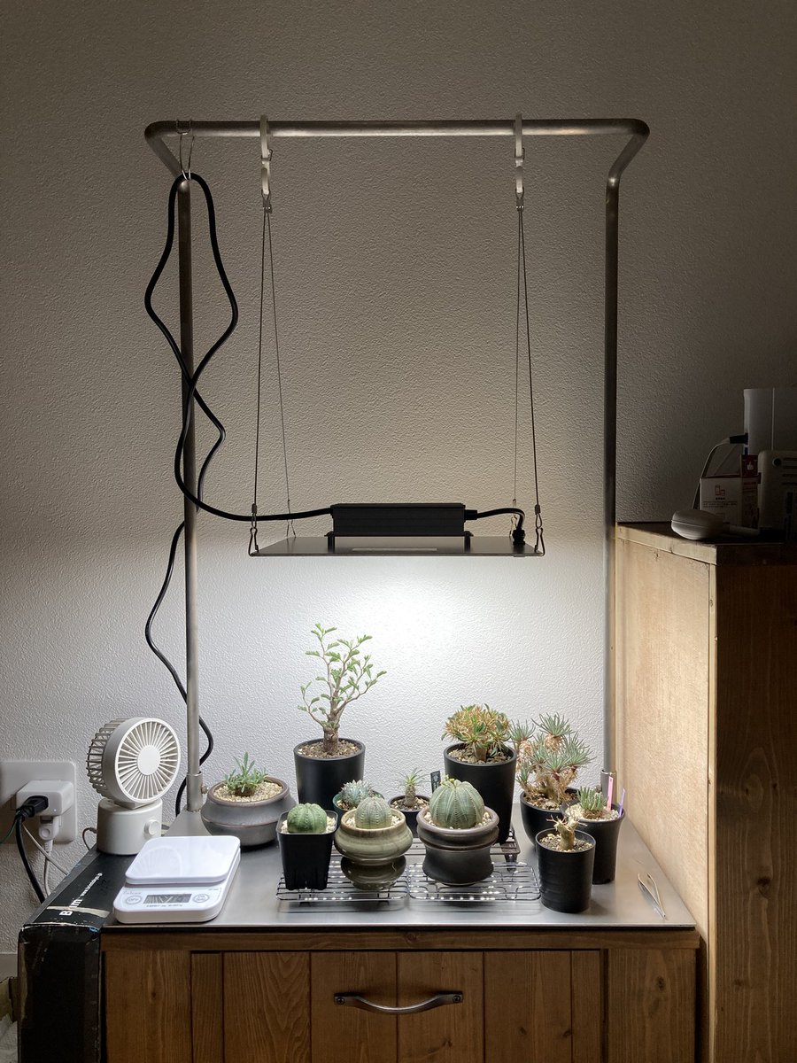 monster_sewing's tweet photo. 昔ADA60cm水槽でアベニーを飼育していた時の、オーダーメイド水槽台を
植物🪴台として再利用してみました‼️
#ビザールプランツ #ユーフォルビア
#コーデックス #多肉植物
#アベニーパファー #淡水フグ #アクアリウム #熱帯魚 #Dwarfpufferfish #Carinotetraodontravancoricus #CYNCA #sewing_monster https://t.co/Zwf4fx5Psa