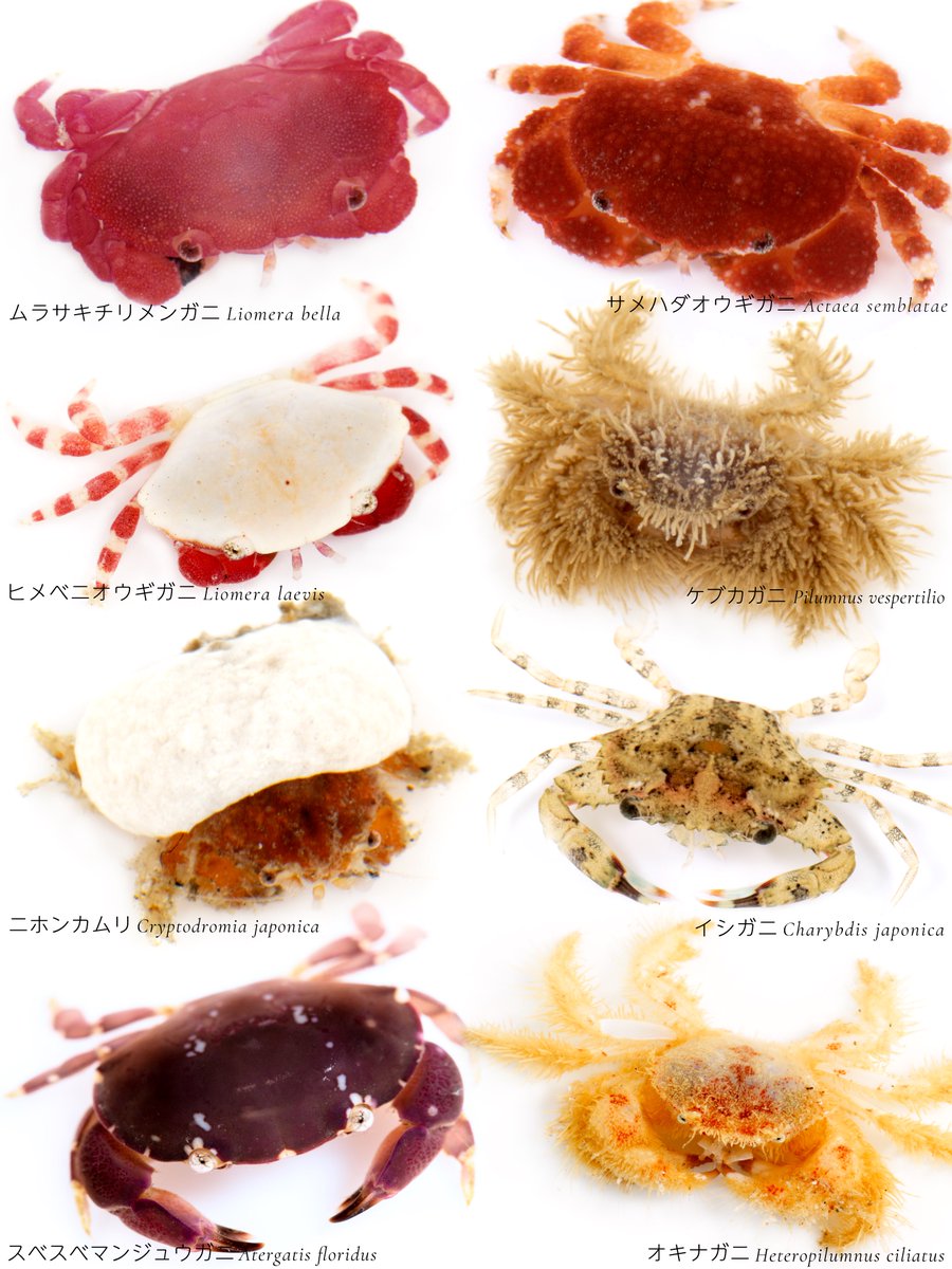 稚カニのみなさんに集まってもらいました🦀