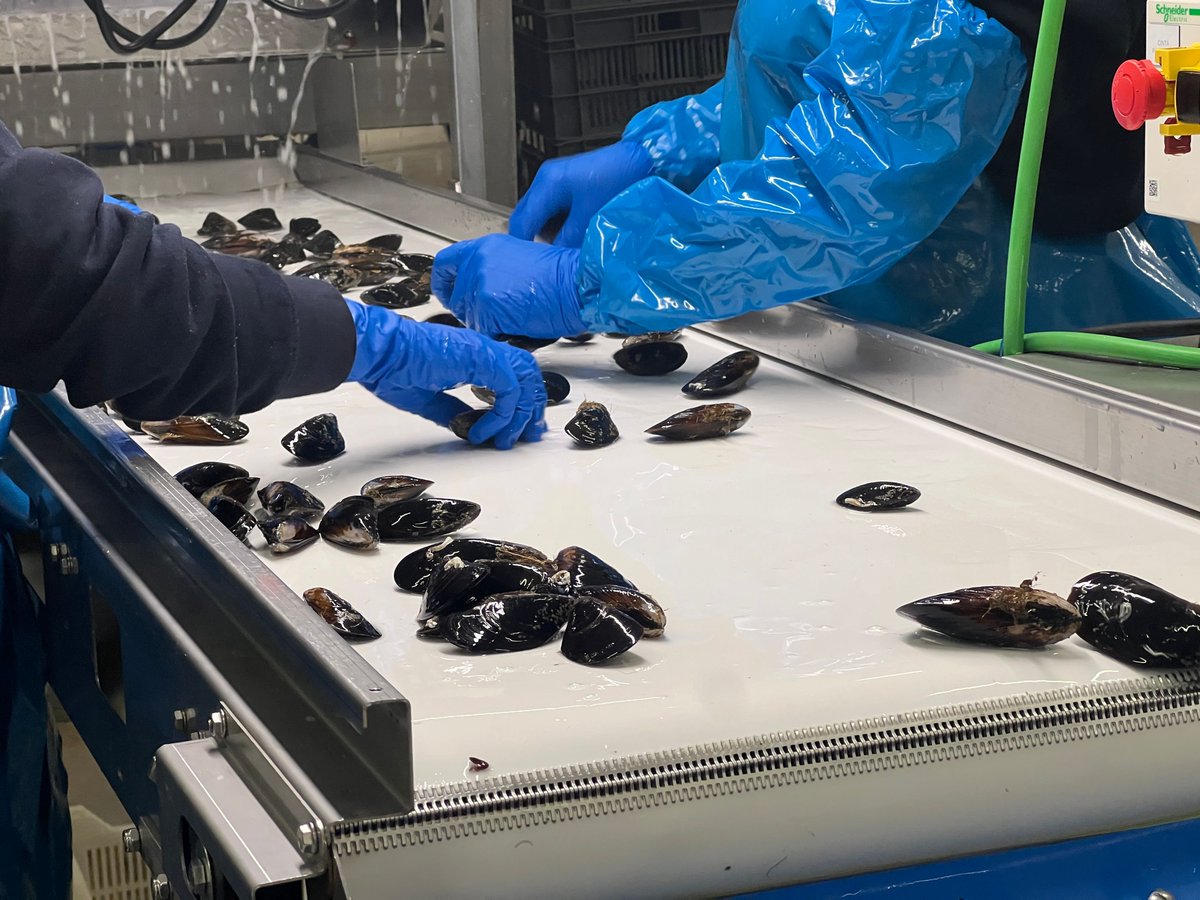 IPesqueras's tweet image. #Bivalvos | Los productores europeos de moluscos se reivindican como pieza clave de la transición hacia un sistema alimentario más sostenible

🔹 #EMPA organizó en el Parlamento Europeo la jornada “Food of the Future: the Shellfish Vision for 2040”

buff.ly/IOgkyX5