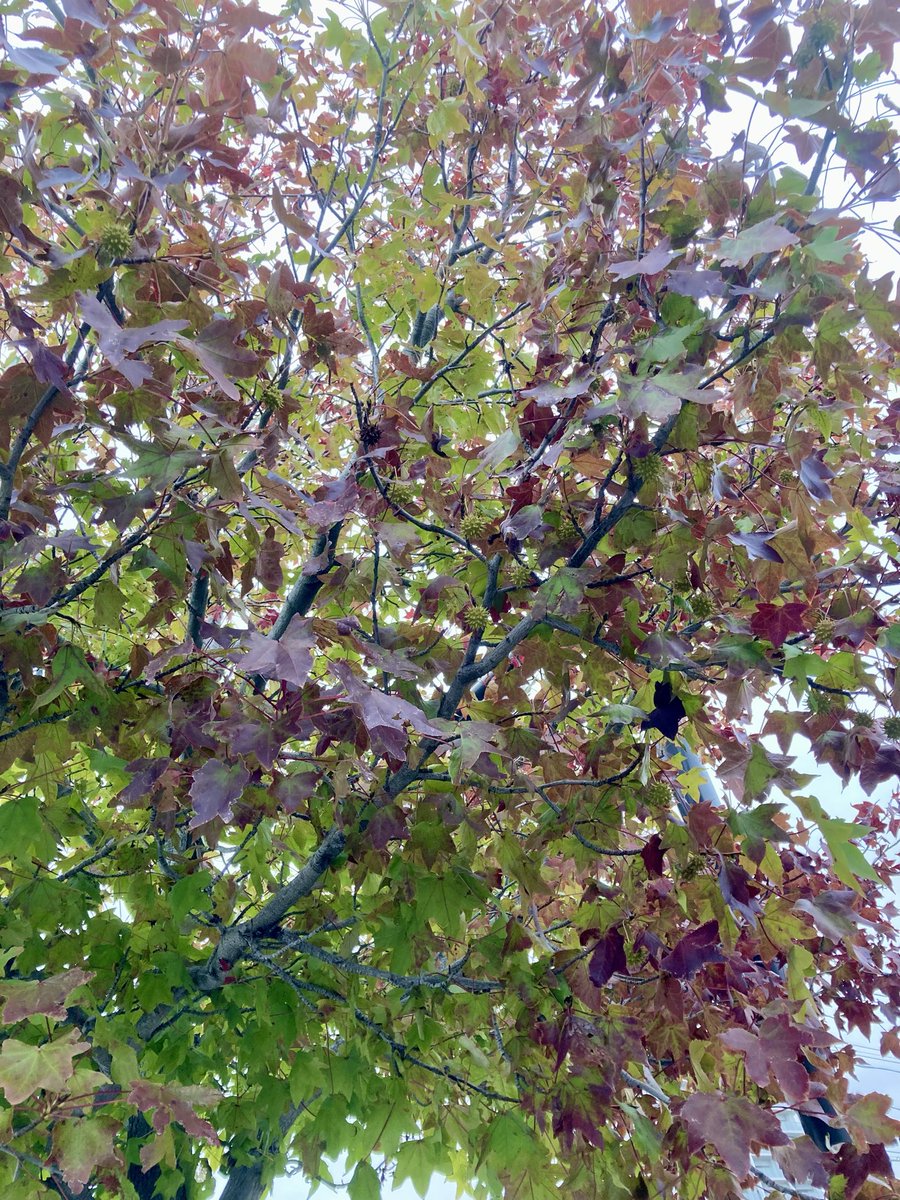 MOLALES アコギ　ライムグリーン 【思い切って8,500円で譲ります】 MOLALES アコギ ライムグリーン 【思い切って8,500円で譲ります