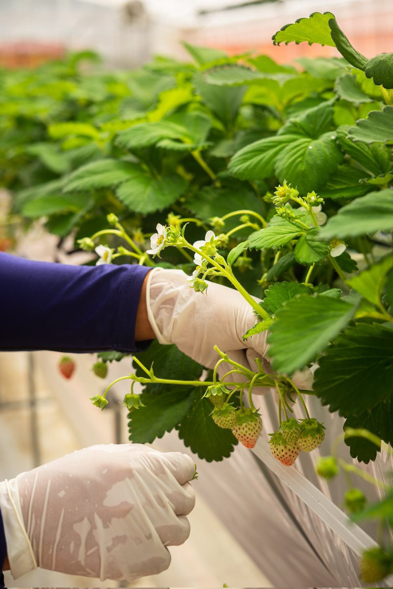 『子どもが喜ぶ夏イチゴ』
美味しくて見た目も綺麗なイチゴをつくるために
不要な実は間引いていきます

品種は「サマープリンセス」
長野県が開発した品種で
夏イチゴの中でもトップレベルに美味しいイチゴです！
その分、作るのがとっても難しいですが…

※写真は2025年7月に撮りました