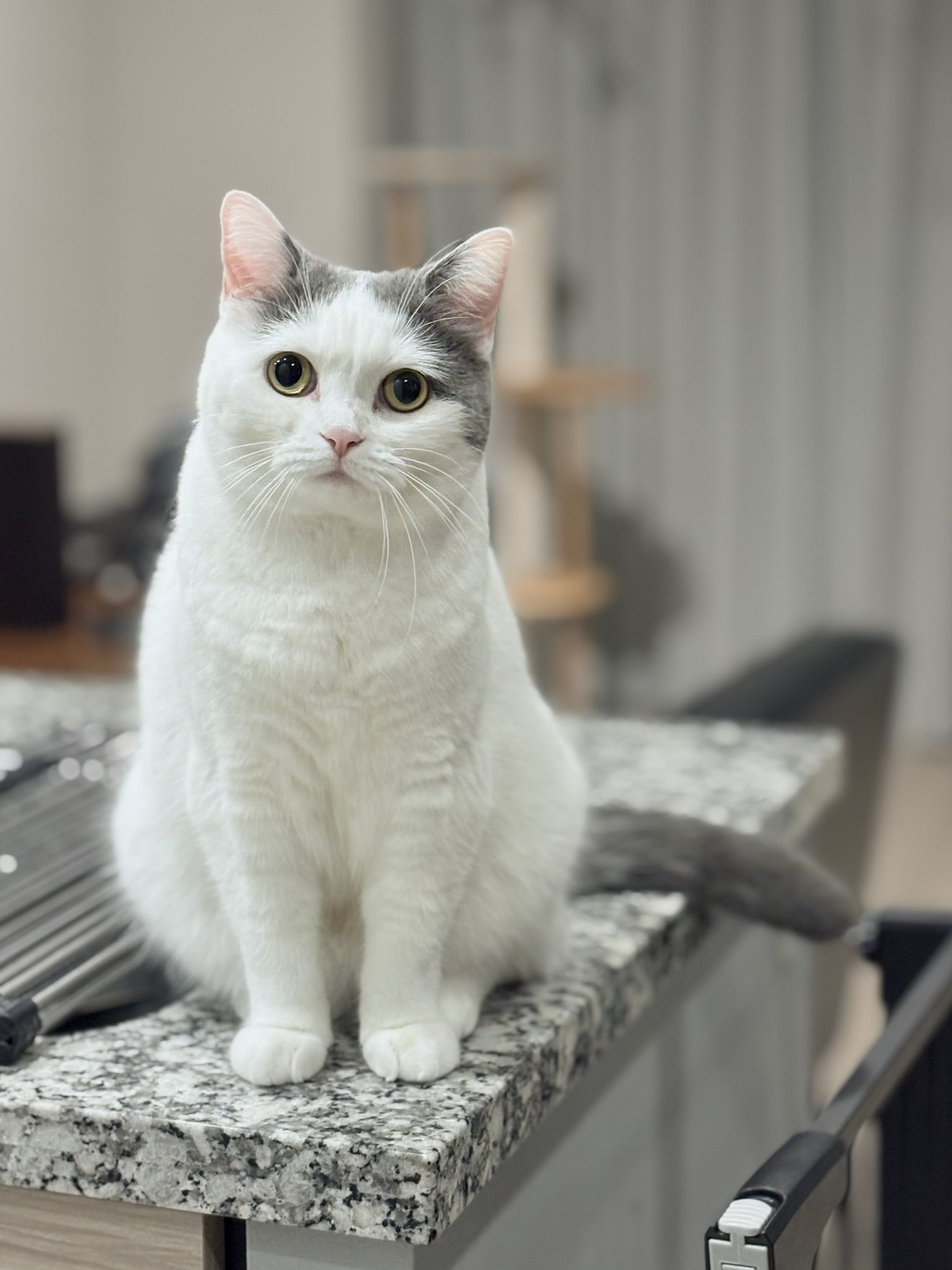 耳を澄ますスーツを着た猫 モノクロベースのパステルカラー 立ち耳スコのフク🐾 on X: 