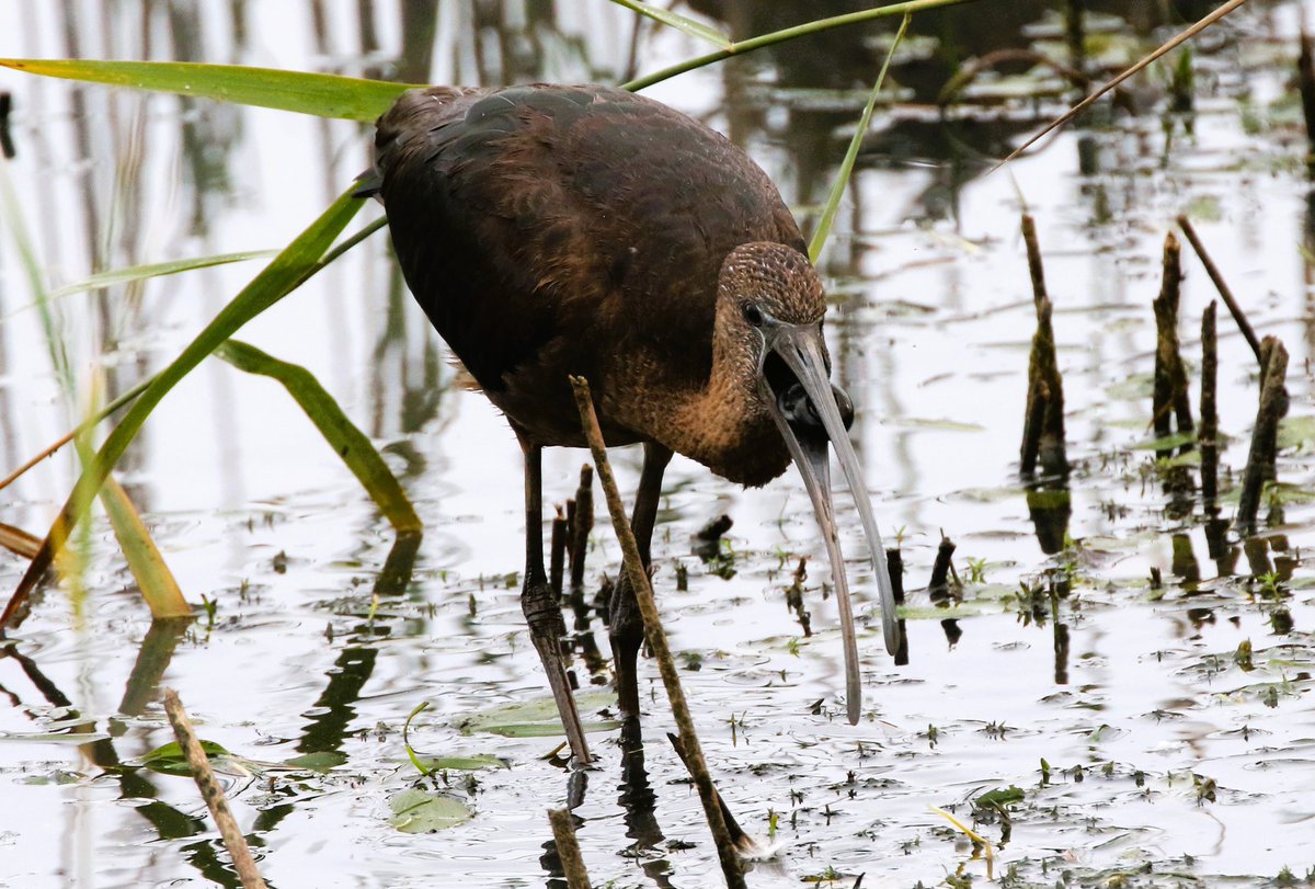 Glossy Ibis with a large water snail at Summer Leys this morning. #Northantsbirds <a href="/bonxie/">Mike Alibone</a> @NatureUk <a href="/Natures_Voice/">RSPB</a> <a href="/wildlifebcn/">The Wildlife Trust for Beds, Cambs & Northants</a> #TwitterNatureCommunity