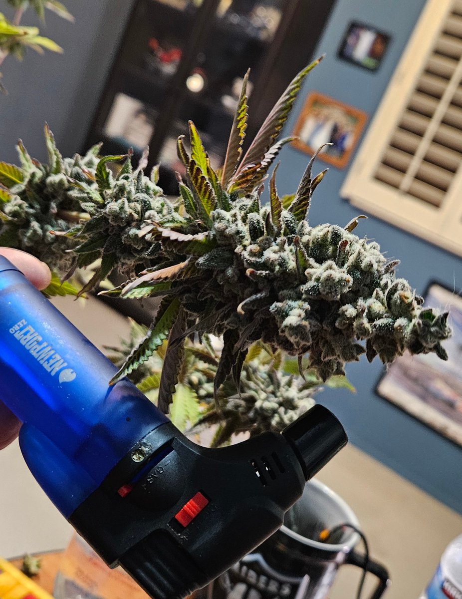 Happy Monday! Another Nova 91 X OC Runtz done. Torch for scale.  Just starting to turn amber. This is when I like to take it. Popped another seed. I like this strain. :)
#CannabisCommunity #growyourown