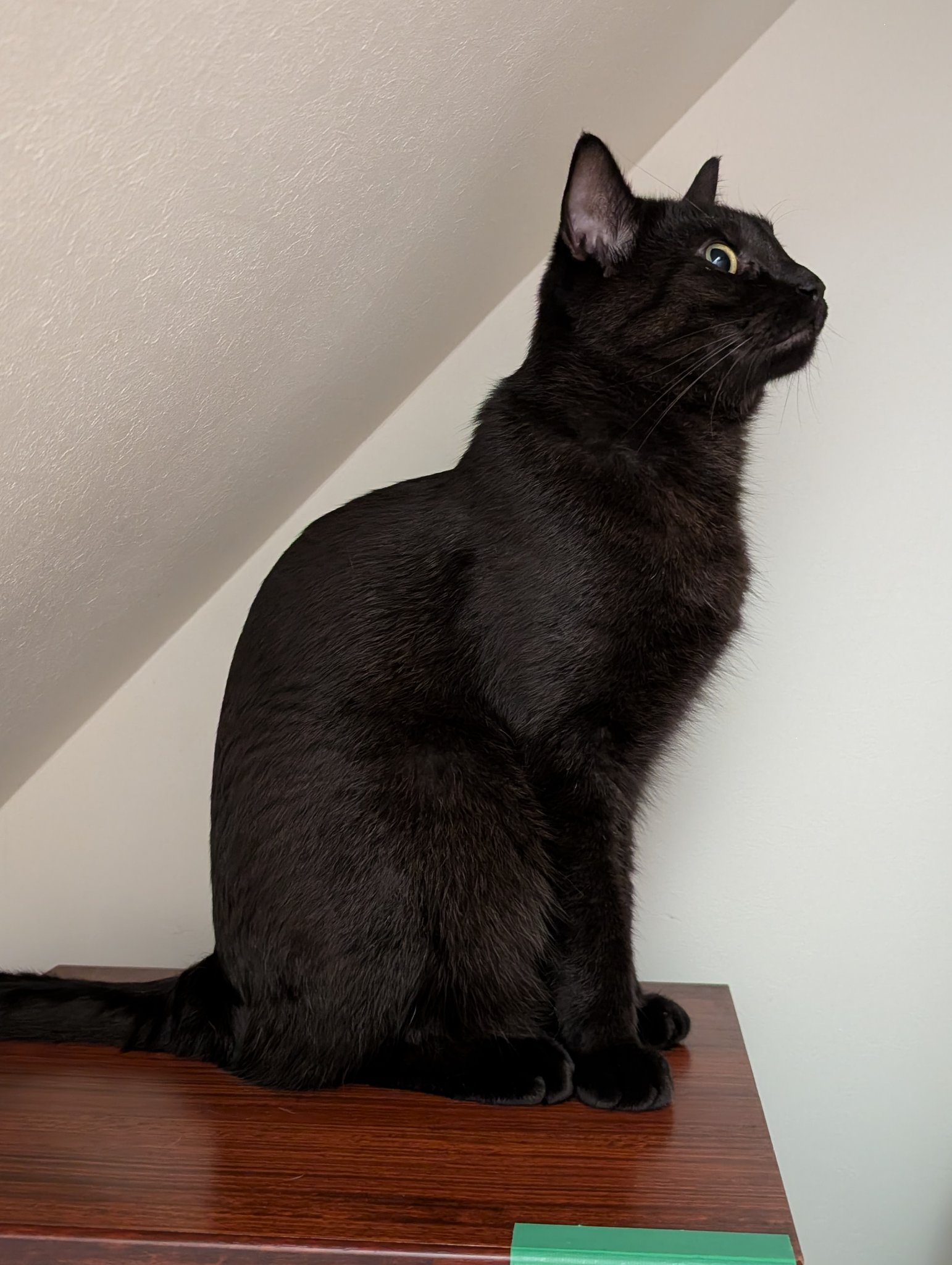 ねこくろ 90638214_1.jpg