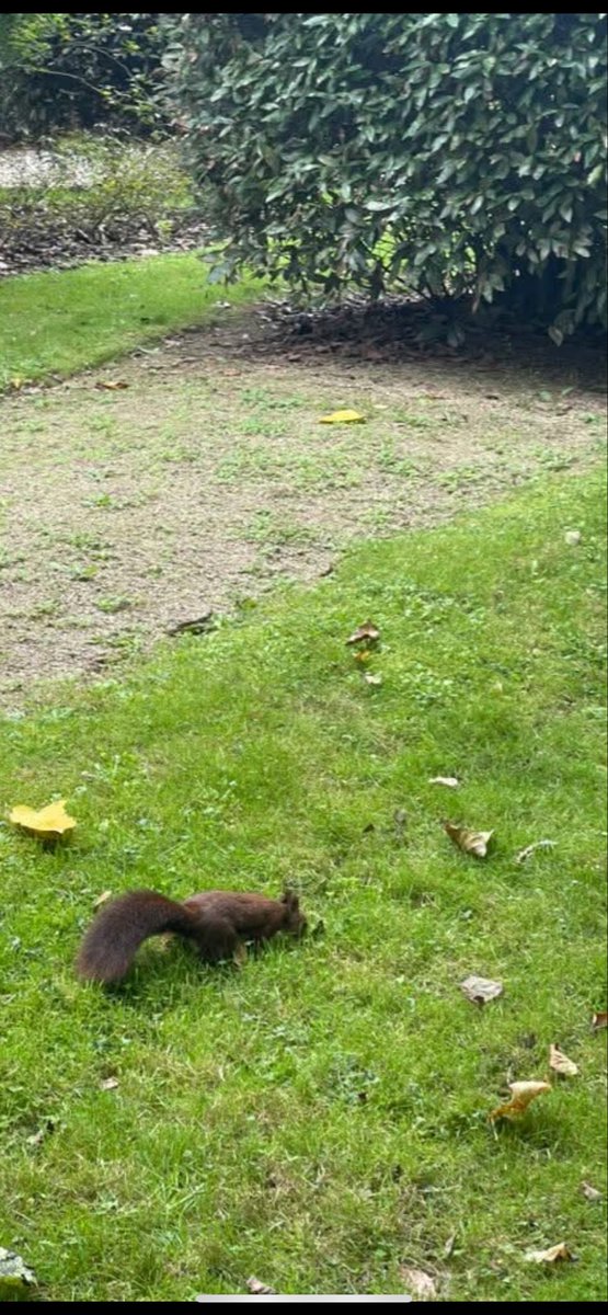 Que afanosas trabajan las ardillas!!