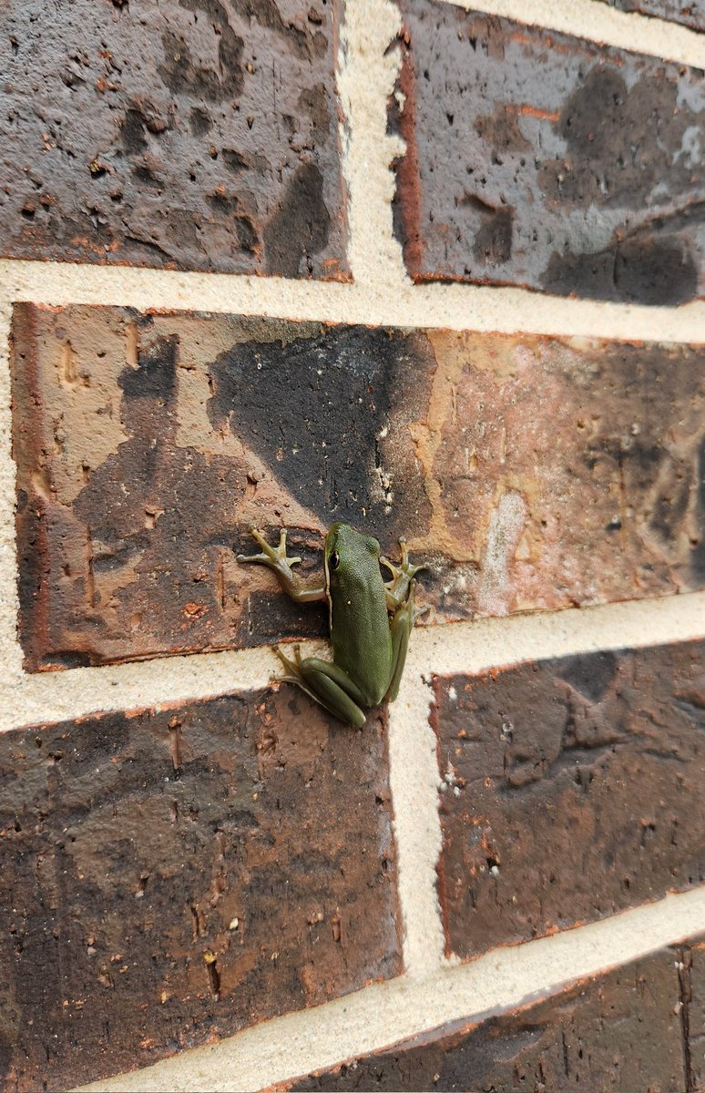 A green frog perched on a brick wall, symbolizing the observant nature of Ribbit in the crypto space