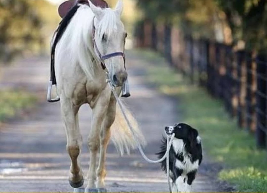 जब ज़मीर ग़ुलामी का आदी हो जाए तब ताकत कोई मायने नहीं रखती!!