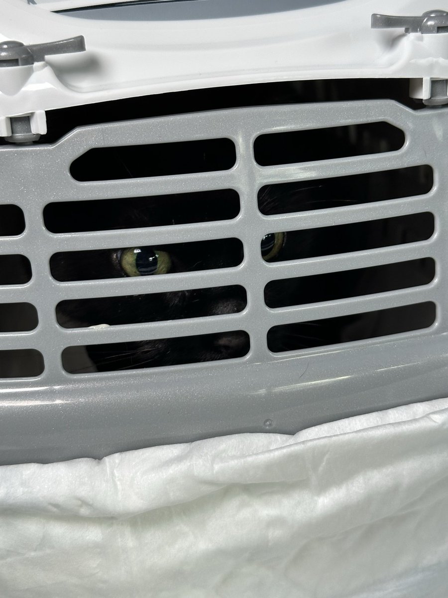 #PostcardFromHyperthyroidCatCentre Furiends, my results are purrfect and we are on our way home! 🏡 😻