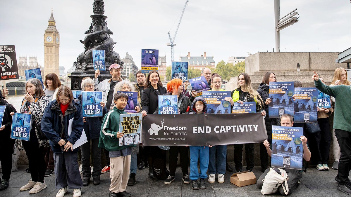 Yesterday, 300+ protestors joined Chris Packham, Megan McCubbin, Feargal Sharkey &amp; Dale Vince outside SEA LIFE London to demand freedom for 15 gentoo penguins trapped in a windowless basement, without daylight or fresh air.

📢 Join the movement now:
 👉 bit.ly/49bA9zi
