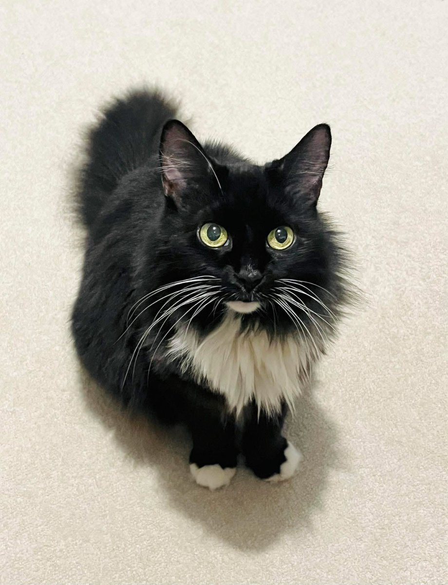 GrumpySpursFan's tweet image. Made the heartbreaking decision to have our beloved Saffy put to sleep tomorrow. 

Absolutely gutted 😢