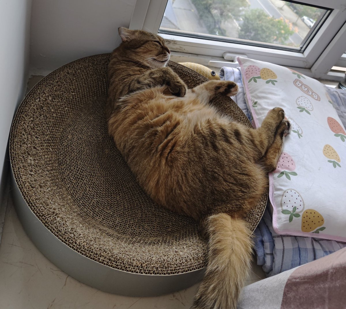 这大尾巴看着毛也太好了