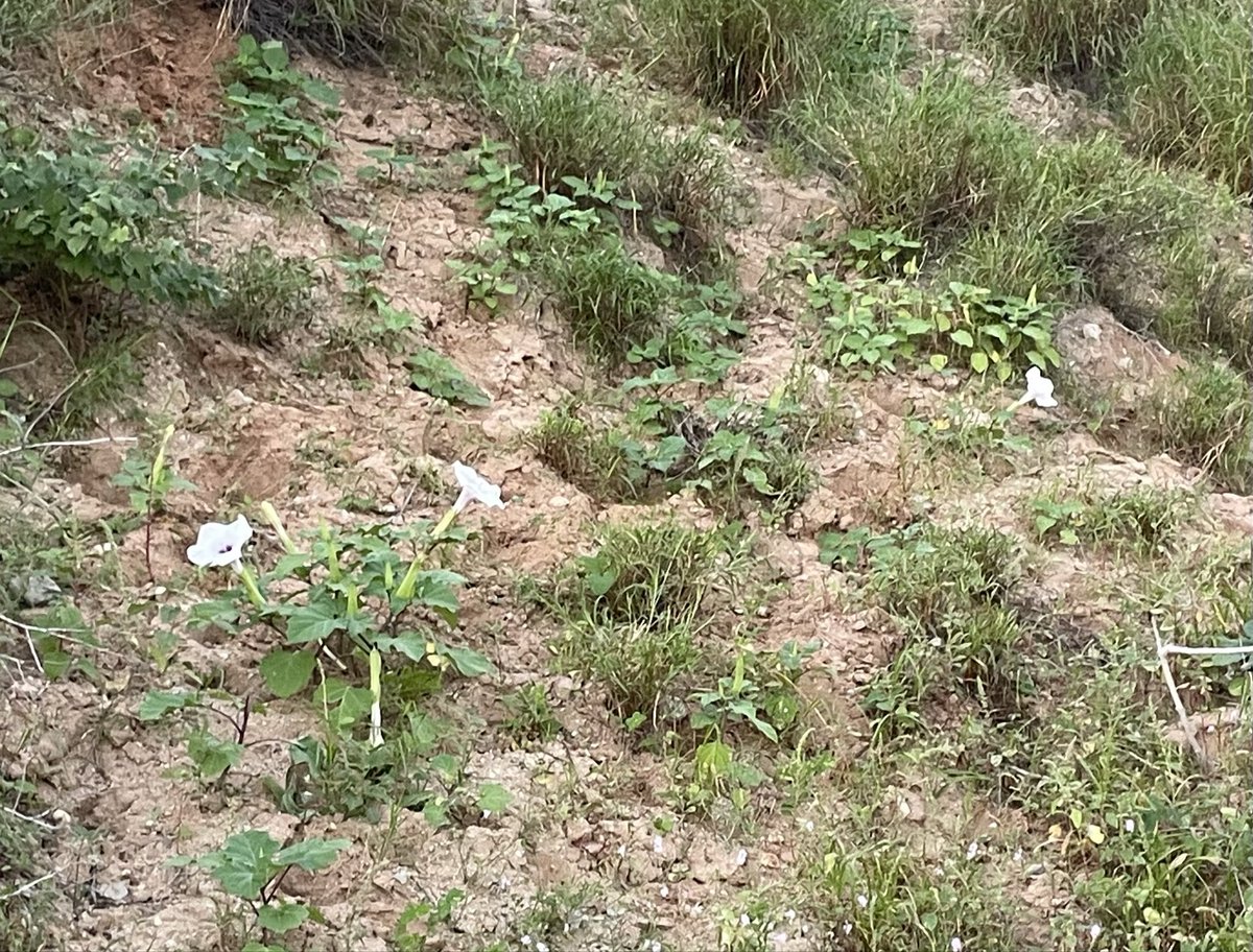 flores y desierto tweet media