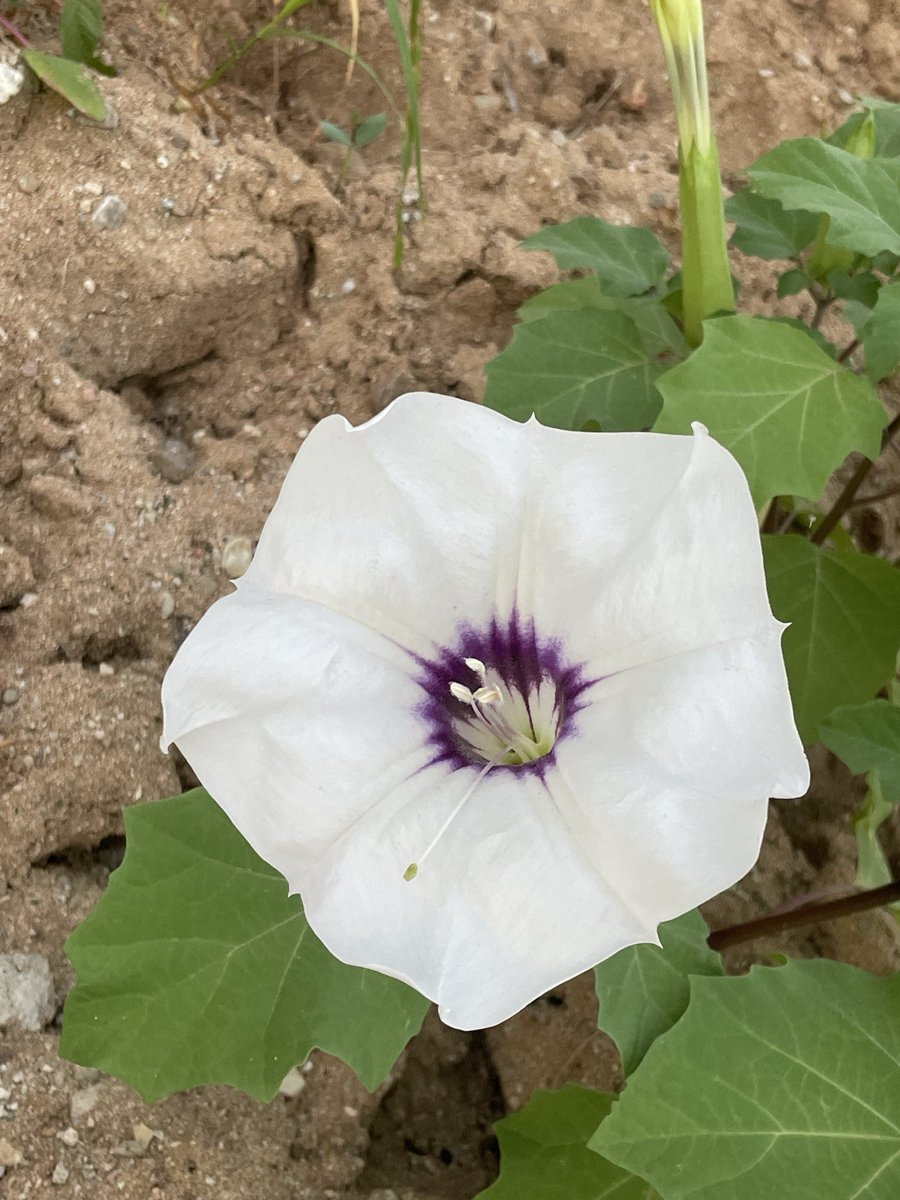 flores y desierto tweet media
