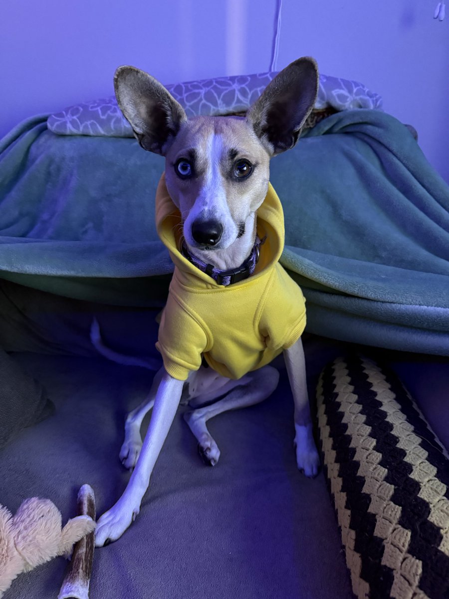 Happy Monday! Lulu sporting her new mustard sweatshirt for fall. #Doglife