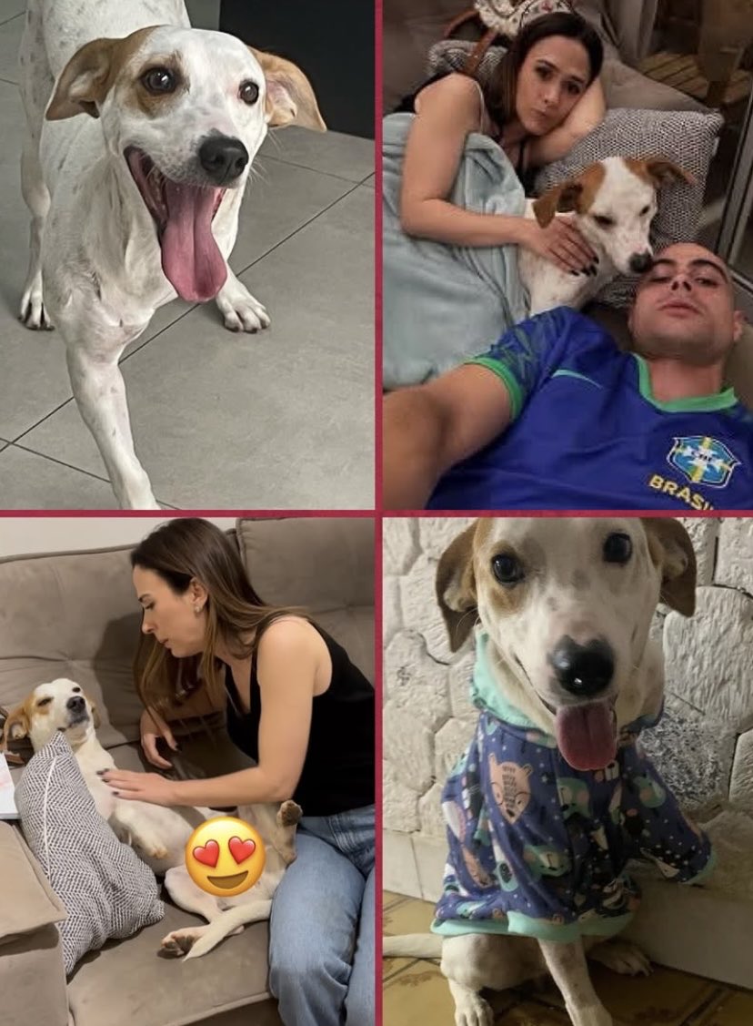 fofoquei's tweet photo. QUE AMOR! Tatá Werneck e Rafa Vitti adotam Leôncio, cão de três patas que participou do filme “CARAMELO” 🥺❤️ https://t.co/NtEUep1pl4