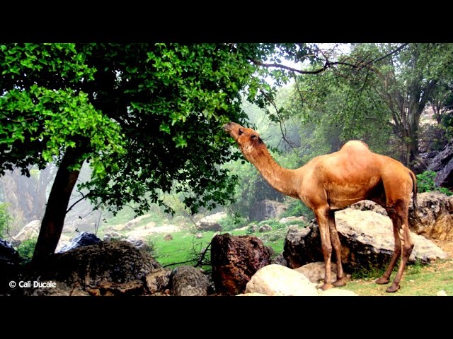 FirPharaohn's tweet image. Also nomad Somalis have the coffee cultivation and roasting culture in the Northeast of Somalis peninsula specially in the Calmadow Mountains 🔍✍️