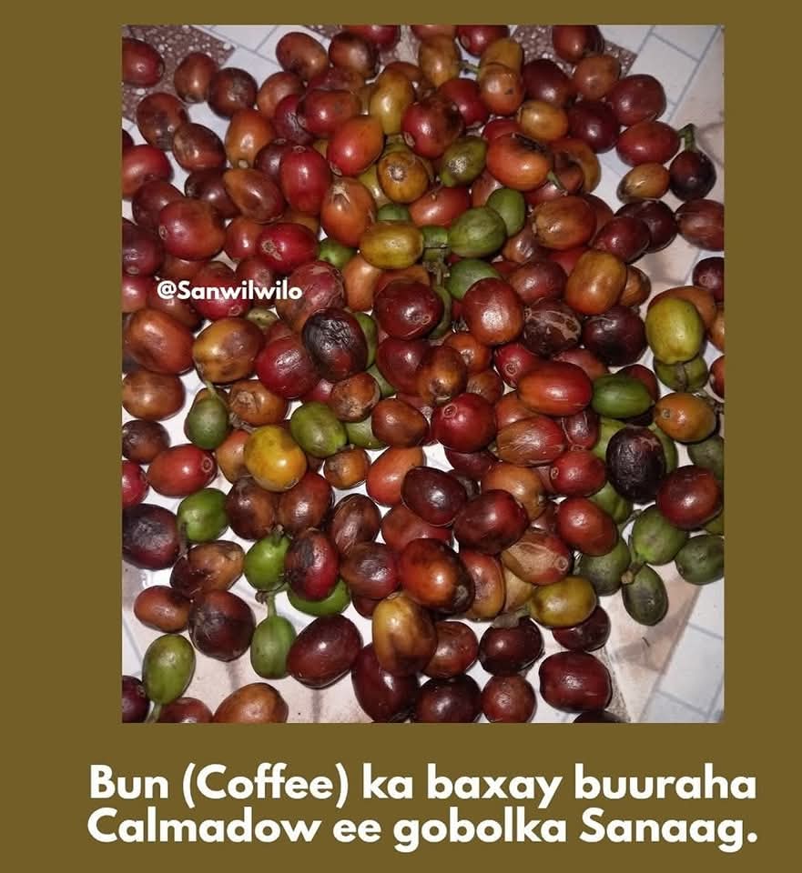 FirPharaohn's tweet image. Also nomad Somalis have the coffee cultivation and roasting culture in the Northeast of Somalis peninsula specially in the Calmadow Mountains 🔍✍️