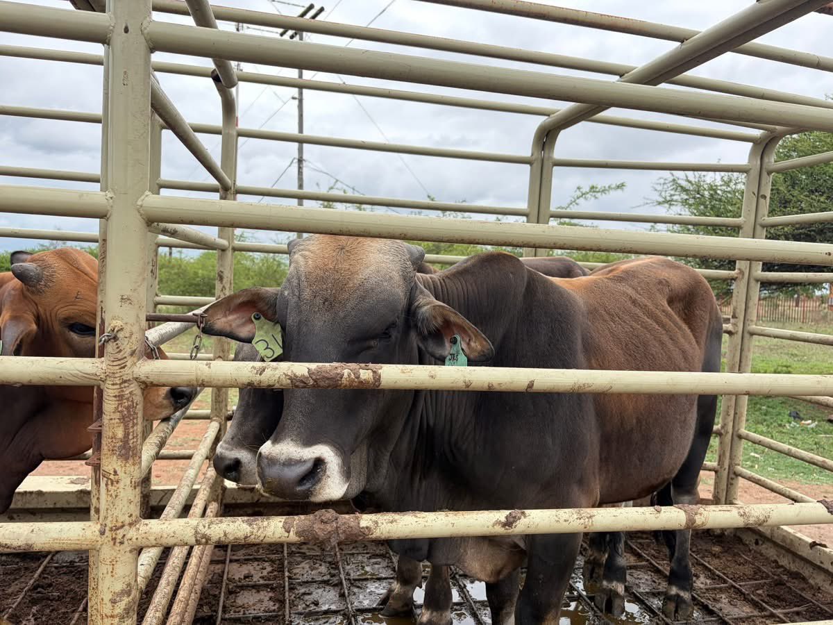 ♦️In Pictures♦️

EFF led by ward Councillor Fighter Mafia Fane donated 3 Cows and 15 Bags of Maize Meal to all 3 Secondary Schools in <a href="/EFFward11/">EFF Ward 11 KaHhoyi-Nkomazi</a> kaHhoyi Village Nkomazi. 

All 3 Schools, Ntiyi, Sophungane, and Zenzele Secondary, will be embarking on School Camps for Grade 12-