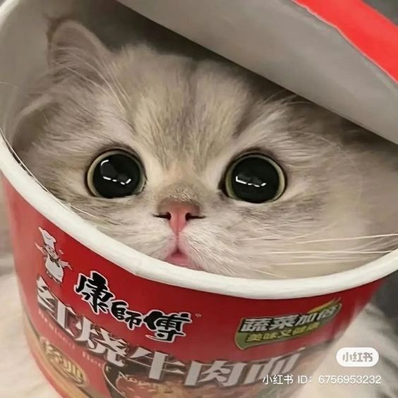 CuteFixDaily's tweet image. 