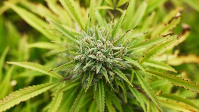 Breeding cannabis for a unique aroma

The cannabis market is continuously evolving with the emergence of new varieties. The creation of a new cultivar or strain involves the selective breeding of parent strains, with the goal of discovering unique traits in the offspring.